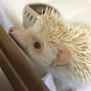 ハリネズミの里親さん募集中