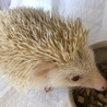 ハリネズミの里親さん募集中 サムネイル3