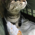 一歳未満 メス サビトラちゃん