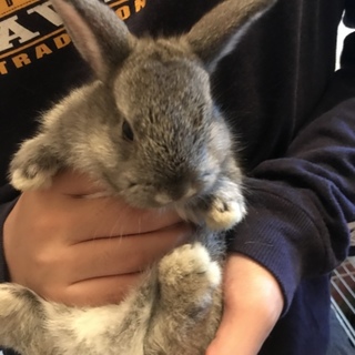 子ウサギの里親様募集致します