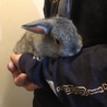 子ウサギの里親様募集致します サムネイル2
