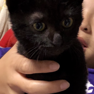 可愛い黒猫ちゃんです。