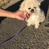 ペキニーズ  7歳 女の子 マロちゃん サムネイル2