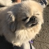 ペキニーズ  7歳 女の子 マロちゃん サムネイル7