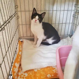 白黒ハチワレ猫ちゃん5月生まれ