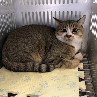 譲渡されました。