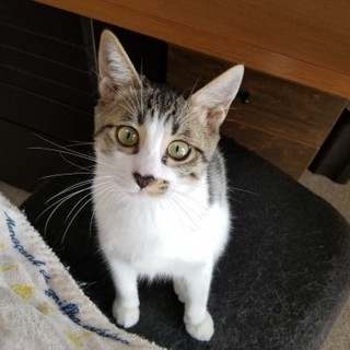 黒いお鼻が可愛いやんちゃ坊主