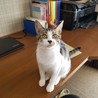 黒いお鼻が可愛いやんちゃ坊主 サムネイル3
