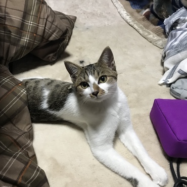 キキ 里親さん募集！の写真