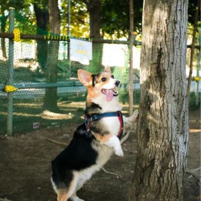 クーパー007のカバー写真