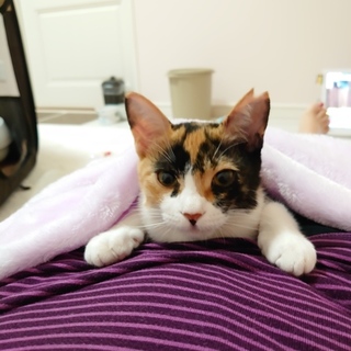 捕獲器内で怪我 足が痛い ミケちゃん 動画あり