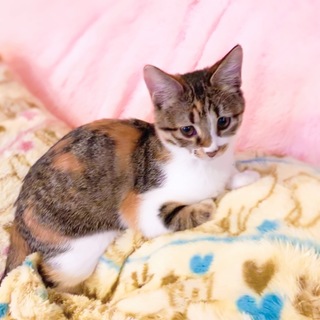 三毛猫 女の子  先住猫さんOK
