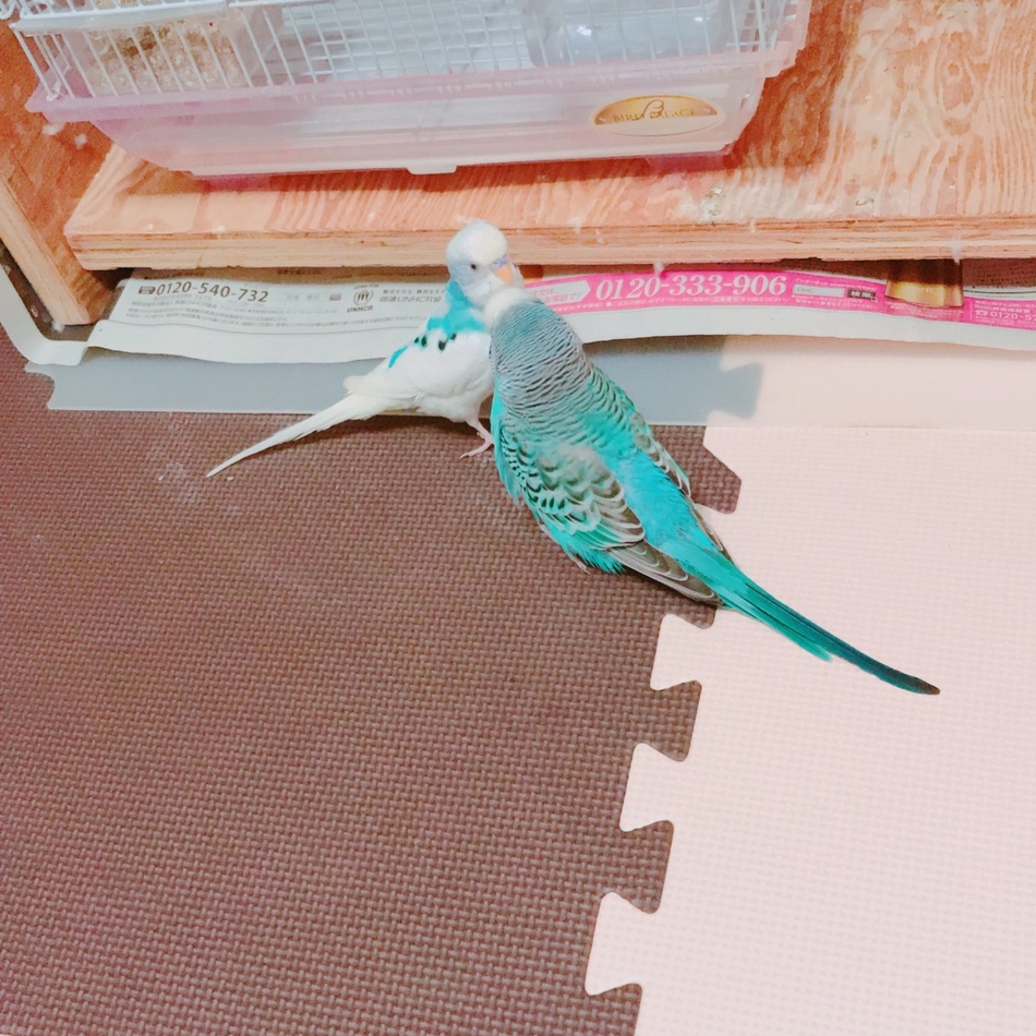 らむちゃんのカバー写真