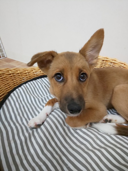 白ソックスのアイラインく 兵庫県 犬の里親募集 2908 ペットのおうち 月間利用者150万人