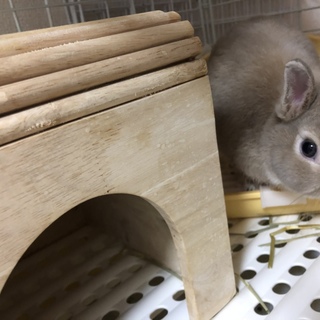 うさぎちゃんの里親さん募集中！