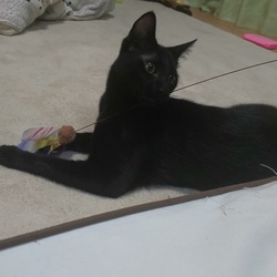 猫じゃらしの順番