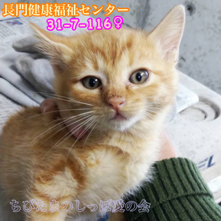 可愛い茶トラ子猫 ファミリーで収容(TT)116