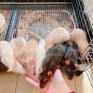 ファンシーラット