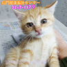茶トラ子猫女の子　ファミリーで収容(TT)117