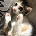 パワフルニャンだフォー猫ちゃん☆