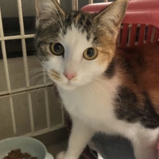 甘えじょうずな三毛ちゃん