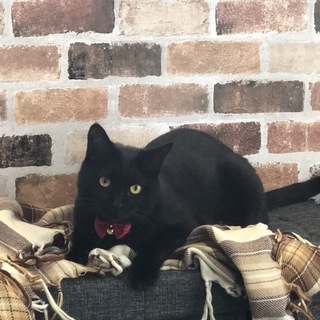 11/17　譲渡会参加予定☆LOVEちゃん