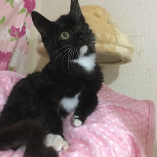 カラスに片目を奪われた子猫です！