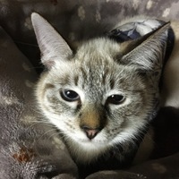 くぅちゃん