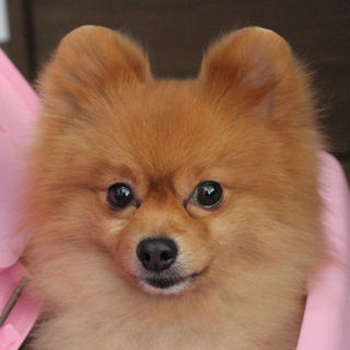 【募集一時停止】凛々しいお顔のジェントルワン♪