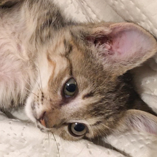 募集一時停止　cuteなキジトラ女子★ダリア