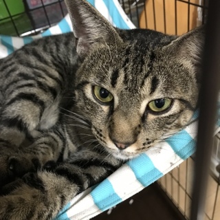 イケメンキジトラ