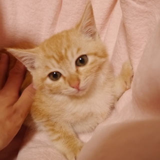 薄茶色の男の子1か月半