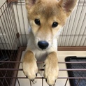元気で人懐こい柴犬の子犬です！