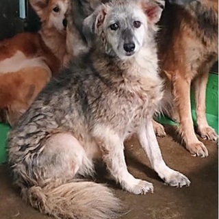 【感謝】繋がります！野犬女子組グレーちゃん♀