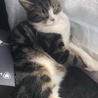 ルト