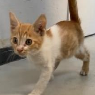 譲渡されました。