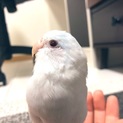 マメルリハの男の子