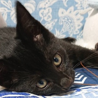 ホントのくろろは、もっと可愛いよ♥