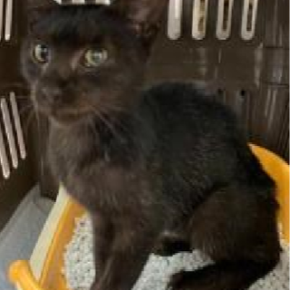 譲渡されました。