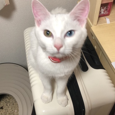さくらです
