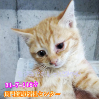 可愛い茶トラ子猫ちゃん ファミリーで収容 118