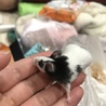 しまうさ