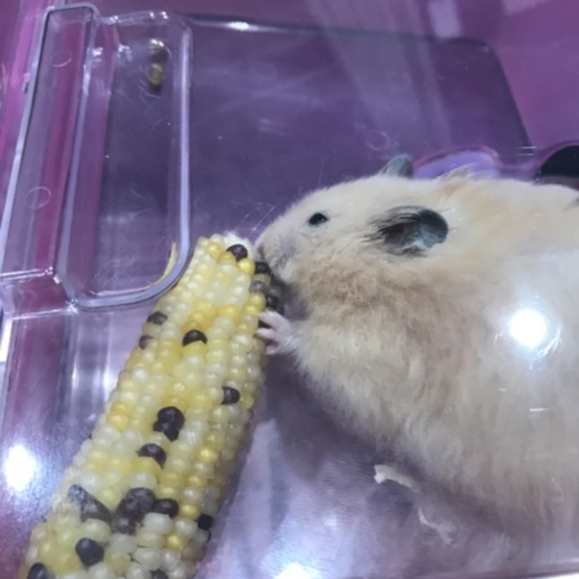しまうさのカバー写真