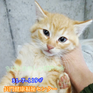 可愛い茶トラ君 ファミリーで収容(TT)119