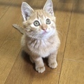 やんちゃで懐っこい茶トラの子猫♂
