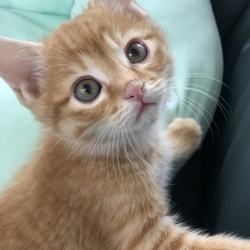 保護猫ちゃん