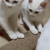 お茶目な白猫親子です。 サムネイル3