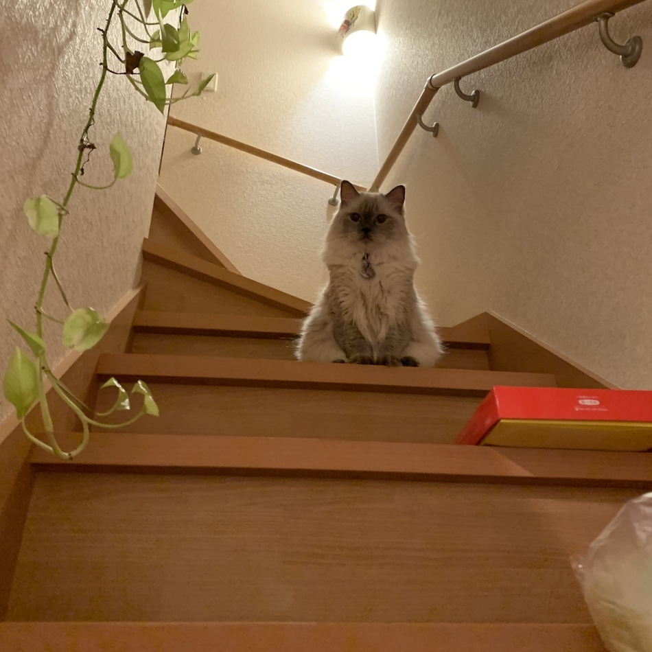 タルトのカバー写真