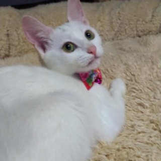 幸せのカギしっぽ 明るい女の子 ゆきみちゃん