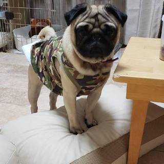 パグ 金太郎くん